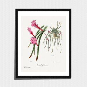 Art Print, Pink Cactus Flower Botanical Drawing